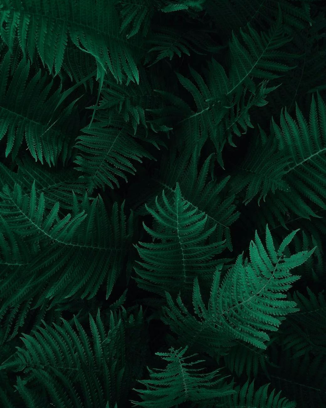 photo of green fern leaves